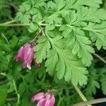 Dicentra formosa Hoja