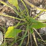 Limnophyton obtusifolium Leaf