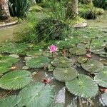 Nymphaea rubra Habitat