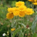 Inula oculus-christi Fleur