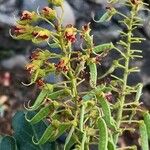 Caesalpinia spinosa Λουλούδι