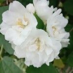 Philadelphus coronarius Flower