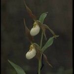 Cypripedium montanum Blomst