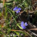Dampiera stricta Fleur