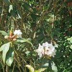 Rhododendron decorum Flor