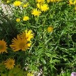 Buphthalmum salicifolium Hábito