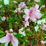 Rhododendron simsii പുഷ്പം