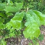 Quercus falcata Leaf