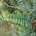 Asplenium boltonii Leaf