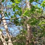 Erythrina caffra Συνήθη χαρακτηριστικά