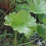 Darmera peltata Feuille