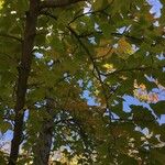 Liquidambar formosana Φύλλο