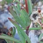 Lampranthus multiradiatus Лист