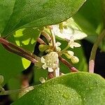 Dioscorea tokoro Flower