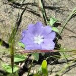 Evolvulus alsinoides Flower