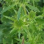 Eryngium planum পাতা