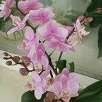 Phalaenopsis × singuliflora Çiçek