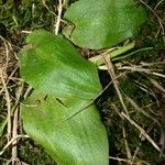 Ambrosina bassii Leaf