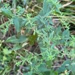 Solidago nemoralis Leaf