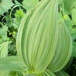 Veratrum album Hoja