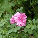 Rosa roxburghii ᱵᱟᱦᱟ
