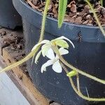 Hypoxis baurii Flower