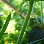 Cerastium glomeratum Écorce