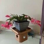 Schlumbergera bridgesii Flor