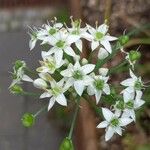 Allium tuberosum Virág