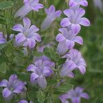 Campanula topaliana Flower