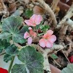 Pelargonium graveolens花