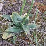 Ophrys lupercalis Mosusu