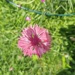 Centaurea napifolia Blomst