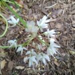 Allium cernuum Květ