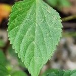 Acalypha arvensis Leaf