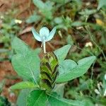 Ecbolium viride Flower
