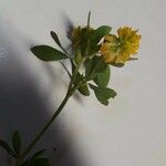 Trifolium aureum Λουλούδι