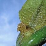 Notopleura capacifolia Hoja