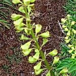 Ocimum carnosum Blüte