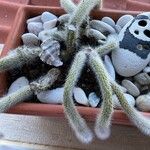 Cleistocactus winteri Leht