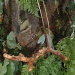 Davallia chaerophylloides Other