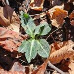 Goodyera pubescens Blatt