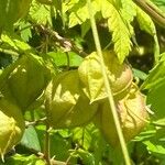 Cardiospermum grandiflorum Fruit