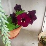 Petunia × atkinsianaFiore