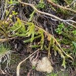 Lycopodium clavatum Habit