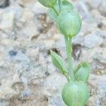 Lepidium sativum Fruchs