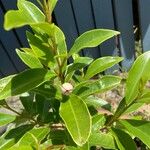 Magnolia figo ഇല
