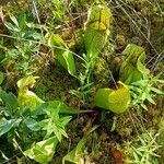 Sarracenia purpurea Elinympäristö