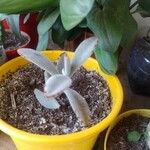 Kalanchoe tomentosa 葉