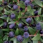 Myrtus communis Frucht